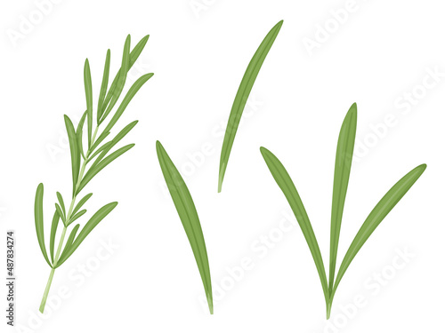 Rosemary set. Illustration leaves spice. Aromatic herbs for aromatization and decoration.
