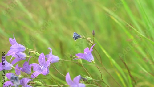 Beautiful little bells. Creative. Small purple flowers growing in the green grass fluctuate slightly from the wind. photo