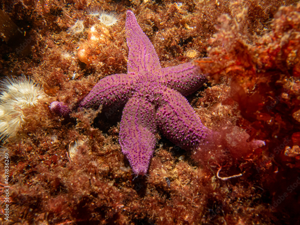 A closeup picture of a purple common starfish, common sea star or sugar starfish, Asterias Rubens. Picture from the Weather Islands, Skagerack Sea, Sweden A closeup picture of a purple common starfish, common sea star or sugar starfish, Asterias Rubens. Picture from the Weather Islands, Skagerack Sea, Sweden