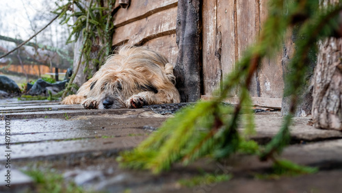 A dog lying on the floor near the wooden house