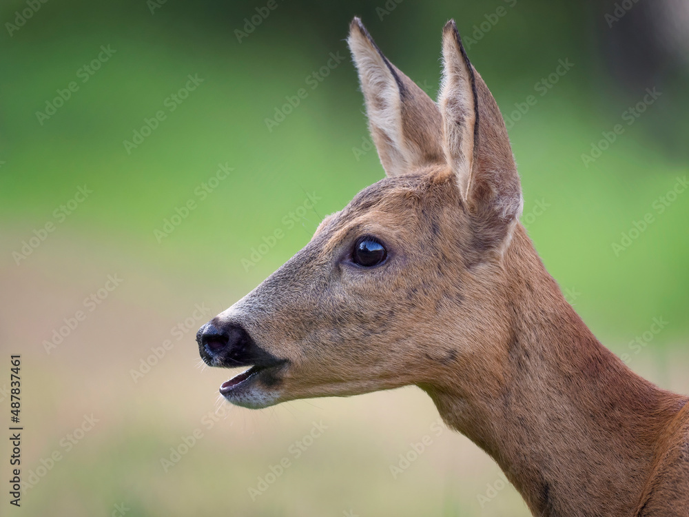 portrait of a gorgeous young deer on a green background portrait of a gorgeous young deer on a green background
