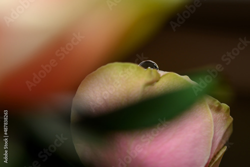 macro shot of a water droplet on rose pedals