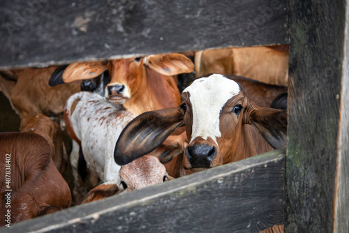 Fototapeta Naklejka Na Ścianę i Meble -  cows in stable