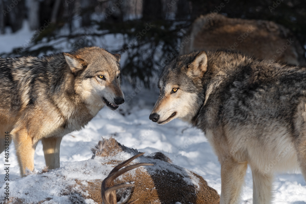 Fototapeta premium Grey Wolf (Canis lupus) Growls at Packmate Over Body of White Tail Deer Winter