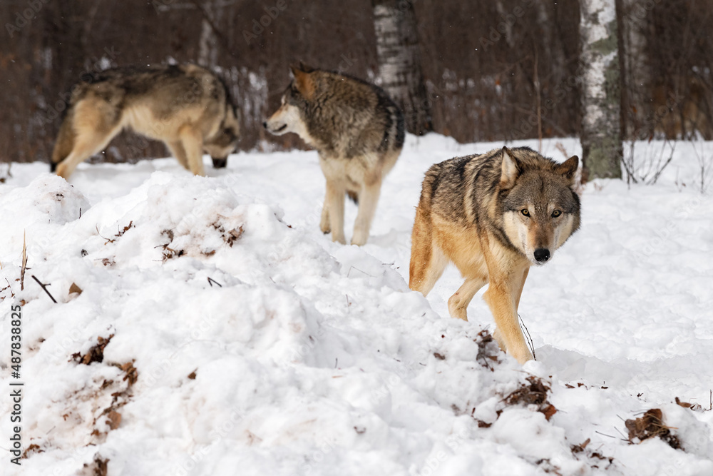 Grey Wolf Pack (Canis lupus) Walks Forward From Woods Winter