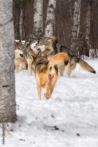 Grey Wolf Pack (Canis lupus) Piles Together in Scuffle Winter © geoffkuchera