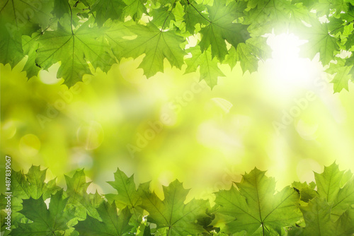 Summer foliage against bokeh light backgrounds