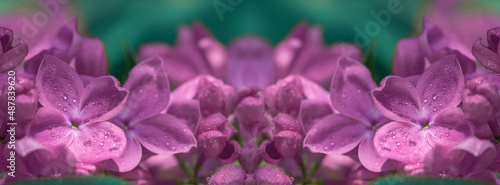 Panorama pink lilac in drops of dew.