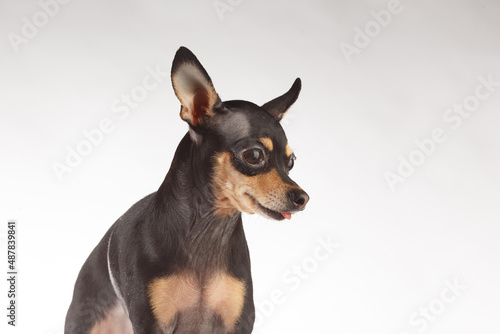 Toy Terrier dog photo portrait. Toy-terrier shows the tongue.