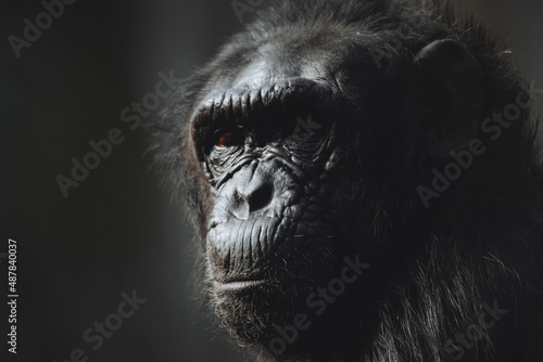 Close up Chimpanzee facial portrait (Pan troglodytes)