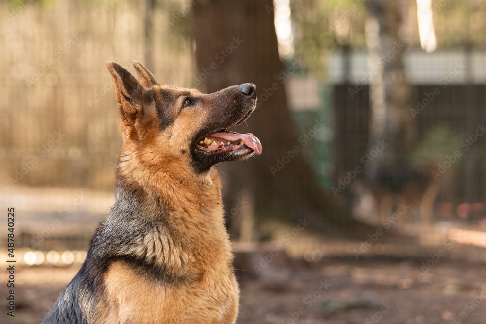 Naklejka premium Portrait of a black-and-red German Shepherd dog in a dog shelter