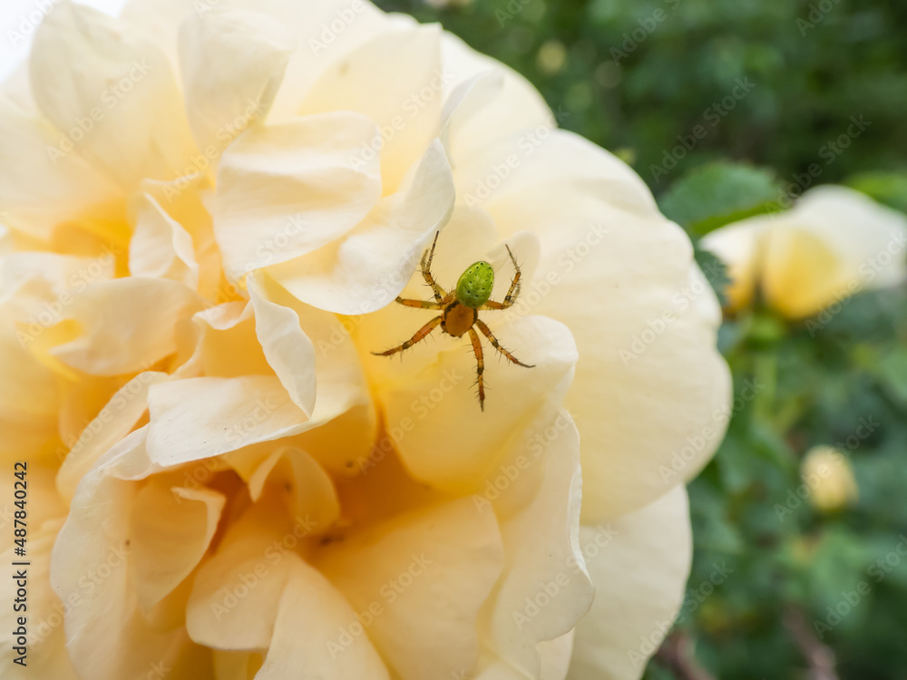 Close-up of the cucumber green spider (Araniella cucurbitina) on a yellow flower petal of a rose in a garden Close-up of the cucumber green spider (Araniella cucurbitina) on a yellow flower petal of a rose in a garden