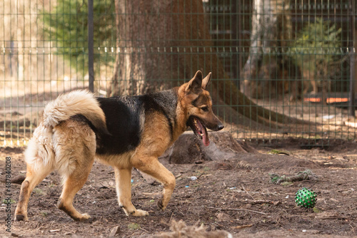 A black-and-red German Shepherd dog in a dog shelter plays ball