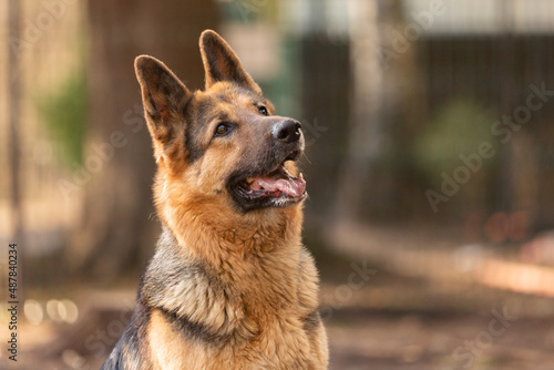 Portrait of a black-and-red German Shepherd dog in a dog shelter