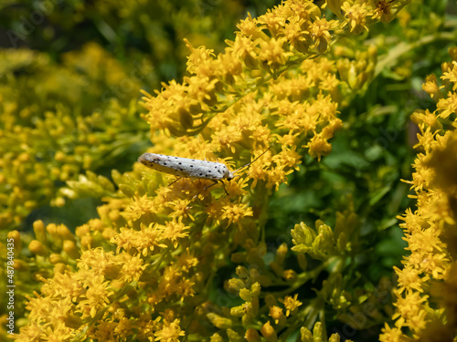 The bird-cherry ermine (Yponomeuta evonymella) on yellow flower in sunlight. The forewings are white with rows of small black spots. The moth is resting, the wings are placed close to body photo