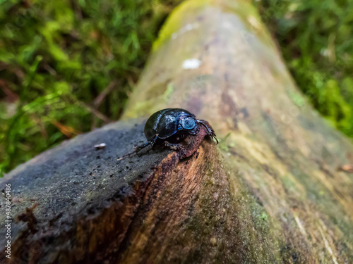 Close-up shot of earth-boring dung-beetle or dor beetle (Geotrupes stercorarius). Lustrous and dark beetle with a bluish sheen, having long rows of points on elytrons