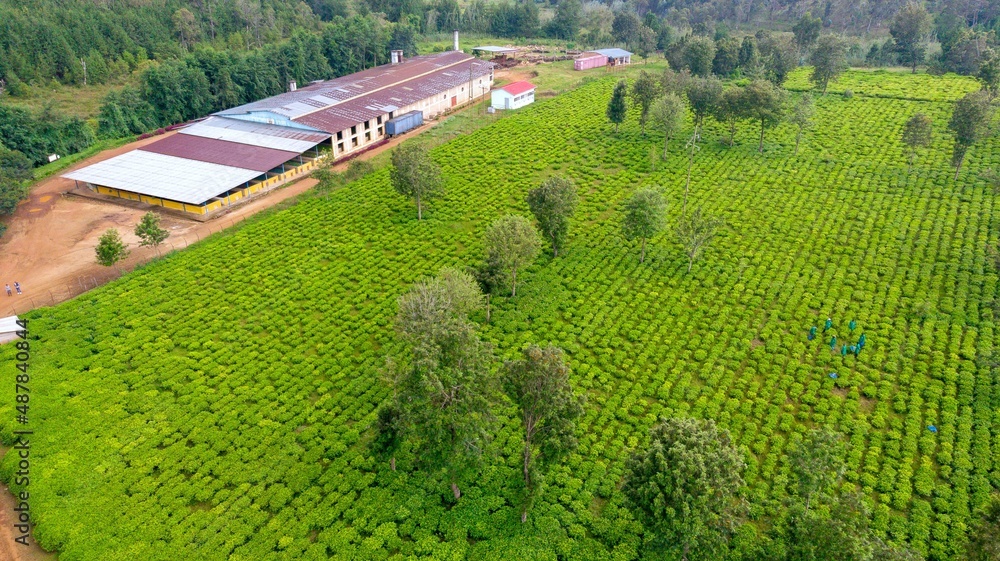 Drone shot of Tea Farm in the hill of Burundi. African tea farm, East Africa Stock Photo Adobe