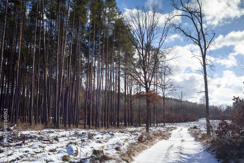 Fototapeta Naklejka Na Ścianę i Meble -  zimowy leśny krajobraz z lasem sosnowy i zaśnieżoną drogą