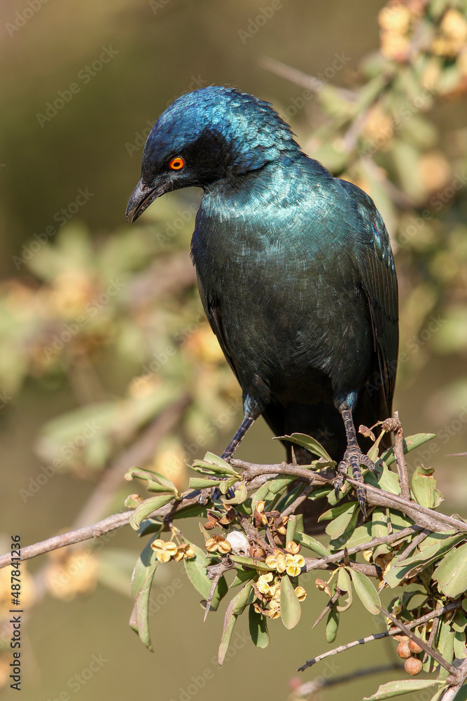 Fototapeta premium Cape Glossy Starling, Kruger National Park