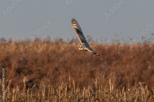 Short-eared Owl in flight, Sullivan County, Indiana photo