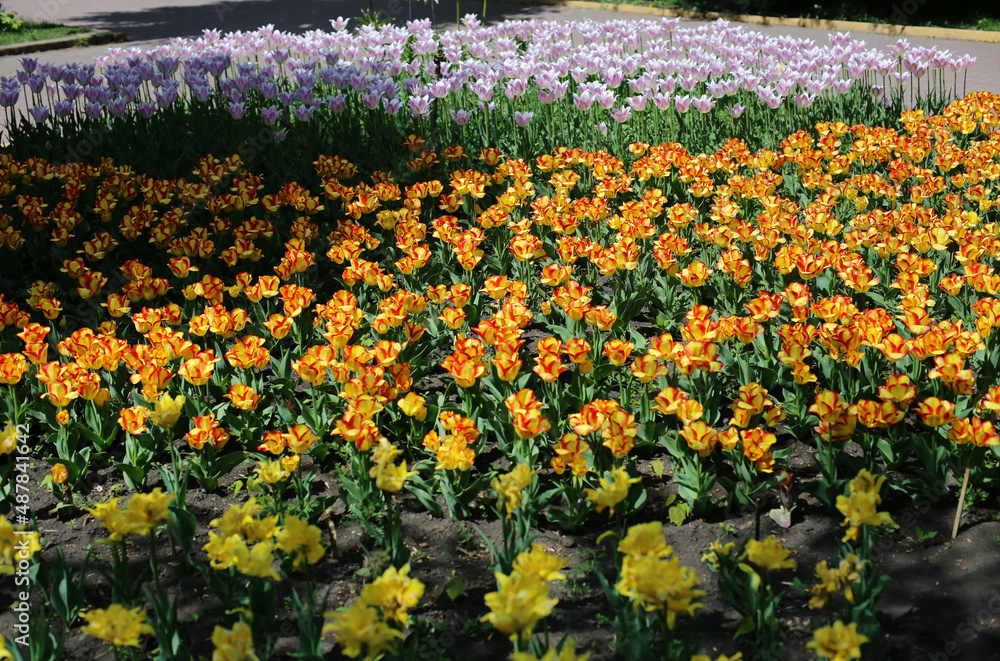 multi-colored blooming tulip flowers, different varieties, growing in a meadow in early spring multi-colored blooming tulip flowers, different varieties, growing in a meadow in early spring