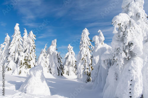 Snow covered fir trees in winter forest. 