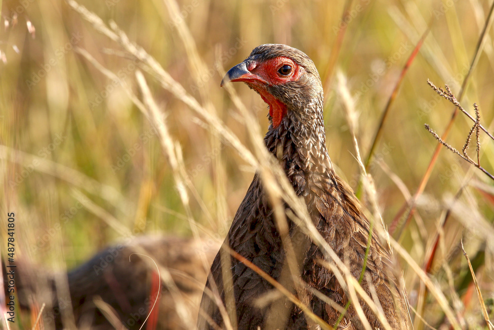 Swainson's Francolin, Kruger National Park Swainson's Francolin, Kruger National Park