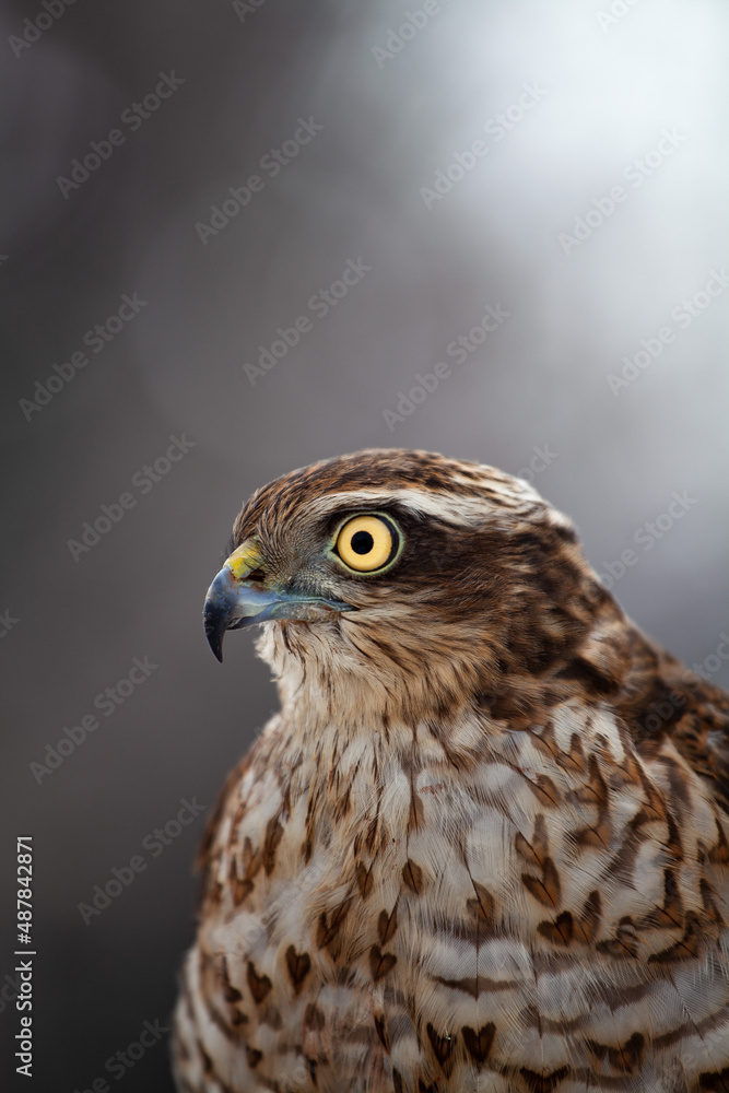 Naklejka premium Side view of sparrowhawk with a blurry background. Sparrowhawks are used in falconry commonly. Sparrowhawk is one of the smallest member of the Accipitridae family.