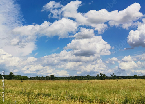 yellow grass and blue sky