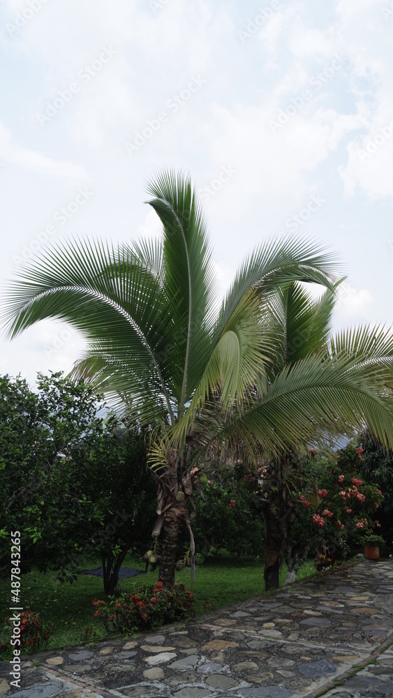 Fototapeta premium Palmera