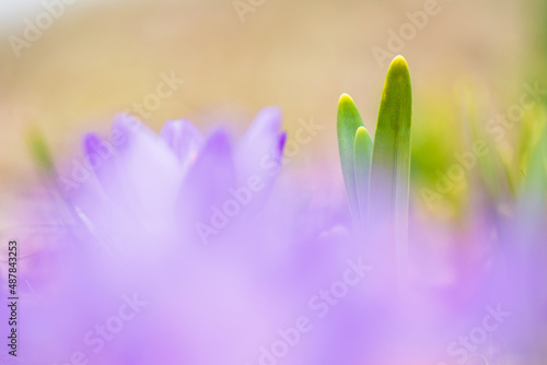 Bild auf Leinwand Daffodil green leaves in springtime, selective focus and shallow depth of field