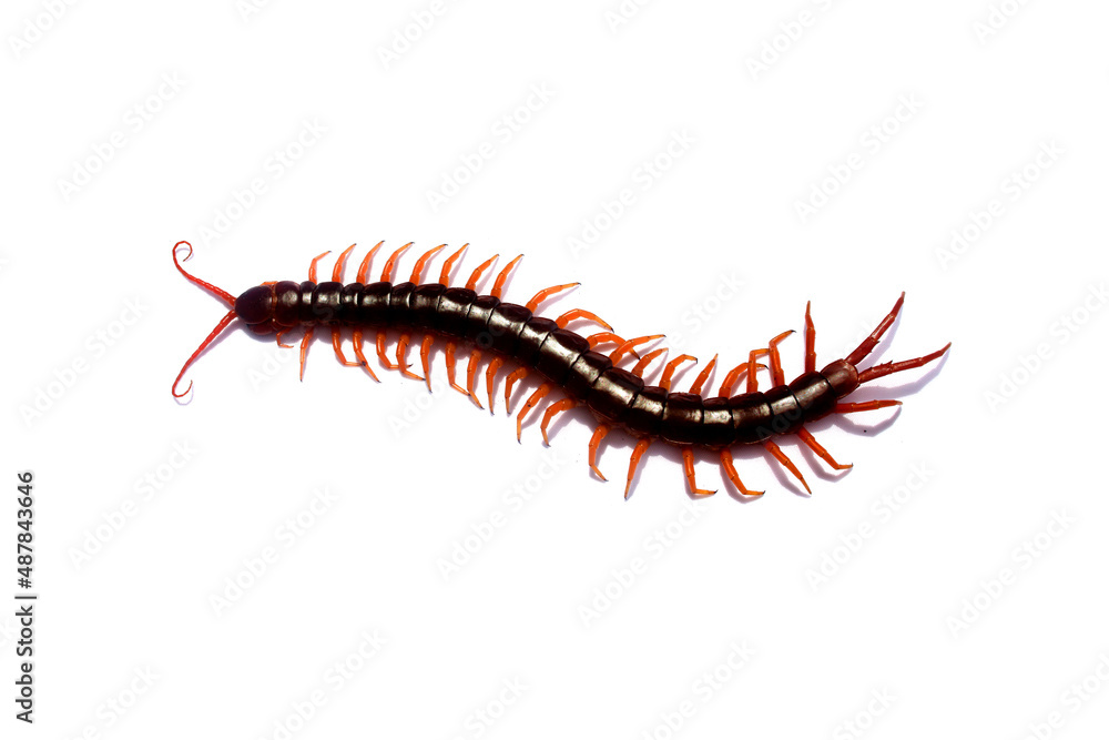 Isolated giant centipede on white background. Various characteristics of centipedes, poisonous animals. Isolated giant centipede on white background. Various characteristics of centipedes, poisonous animals.