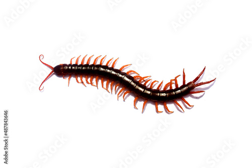 Valokuvatapetti Isolated giant centipede on white background