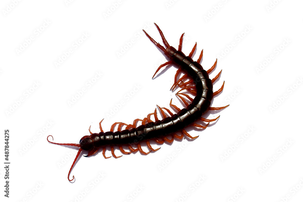 Isolated giant centipede on white background. Various characteristics of centipedes, poisonous animals. Isolated giant centipede on white background. Various characteristics of centipedes, poisonous animals.