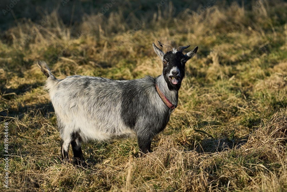 Obraz premium a goat bleats at the camera