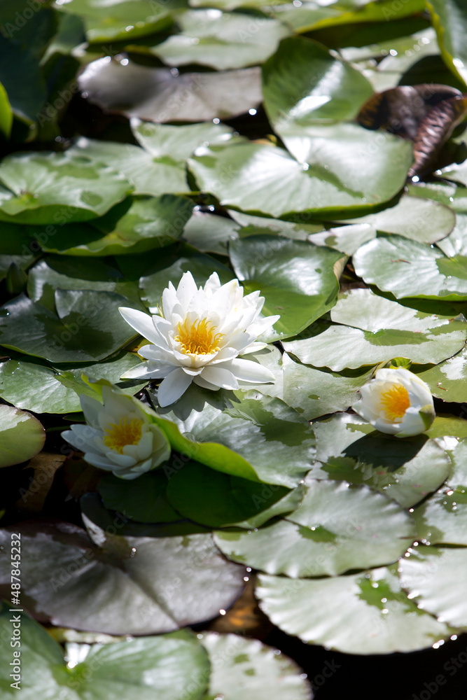 Weiße Seerose im Teich