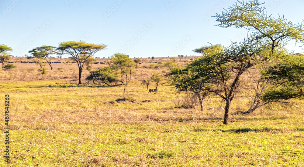 Obraz premium Tanzania, Serengeti park – Lion.
