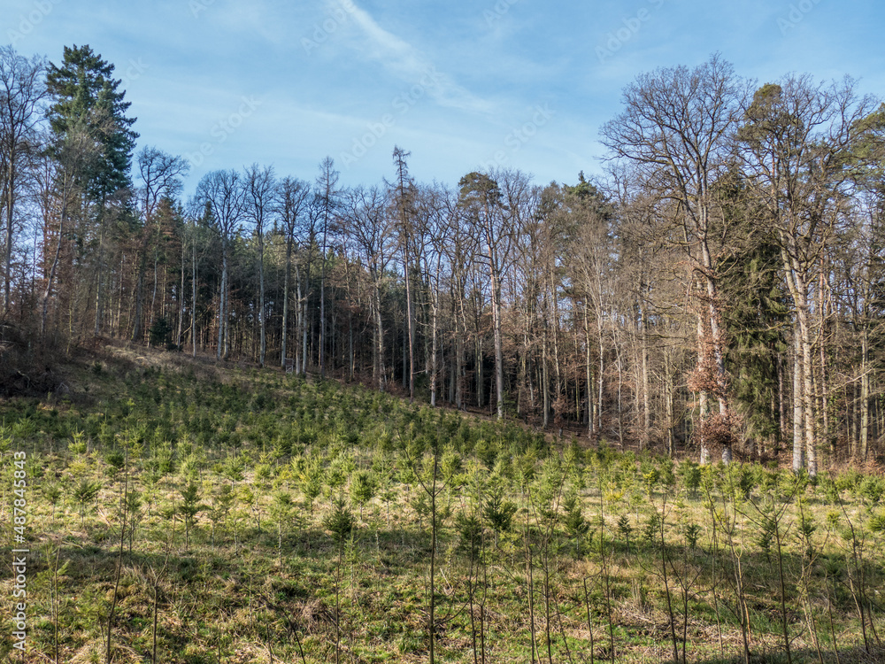 Wiederaufforstung durch Neuanpflanzung im Mischwald Wiederaufforstung durch Neuanpflanzung im Mischwald