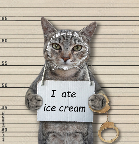 A gray cat was arrested. He has a sign around its neck that says I ate ice cream. Beige lineup background.