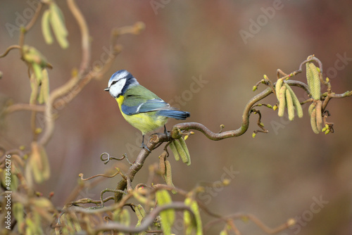 Ein kleine Blaumeise sitzt auf einem zweig der Korkenzieherhasel im frühling photo