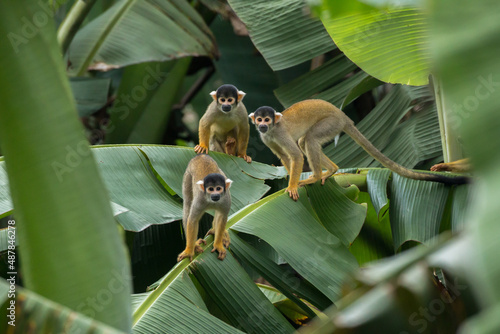 Squirrel monkey (Saimiri cassiquiarensis)  in amazon rainforest Peru