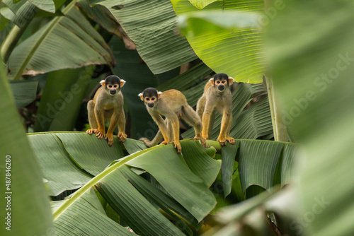 Squirrel monkey (Saimiri cassiquiarensis) family in amazon rainforest Peru photo