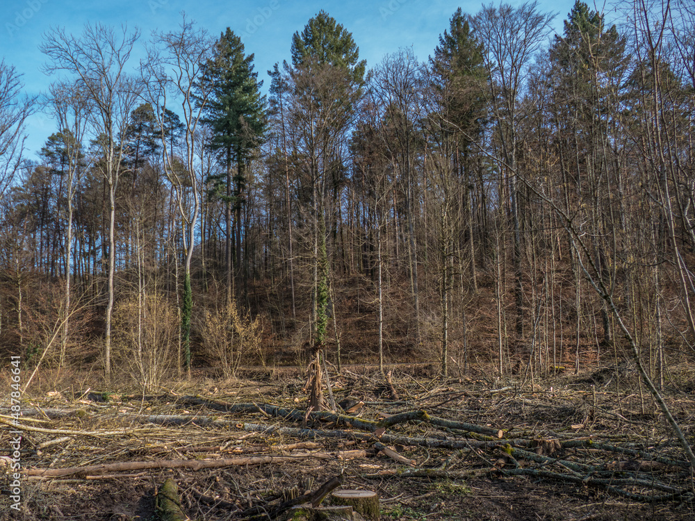 Frisch gefällte Bäume im Mischwald Frisch gefällte Bäume im Mischwald