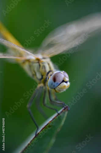 dragonfly on a plant