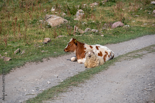 A cow lying on the hiking trail in in the Truso Valley leading to the Ketrisi Village in Kazbegi District,Mtskheta in the Greater Caucasus Mountains, Georgia. Russian Border. Herd of cows. Farming photo