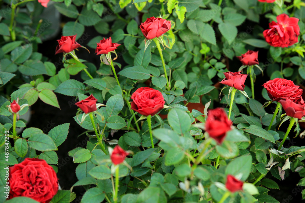 Meillandina mini roses in the garden Meillandina mini roses in the garden