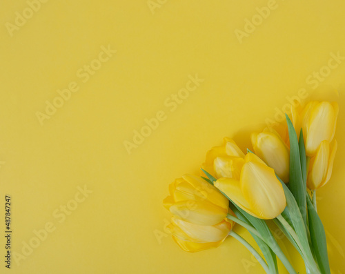 fresh easter yellow jungle gardening tulips flat lay on the desk against yellow illuminating background with copyspace. 8 march minimalism