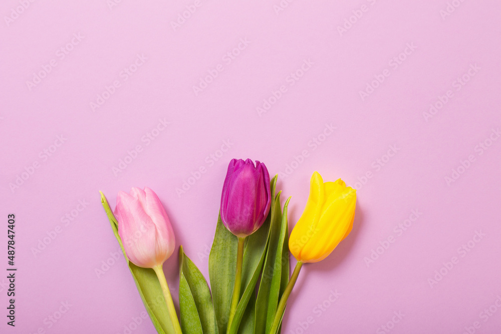 tulips on color paper background tulips on color paper background