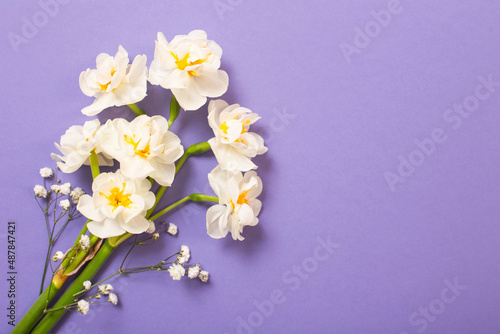 white narcissus on violet background