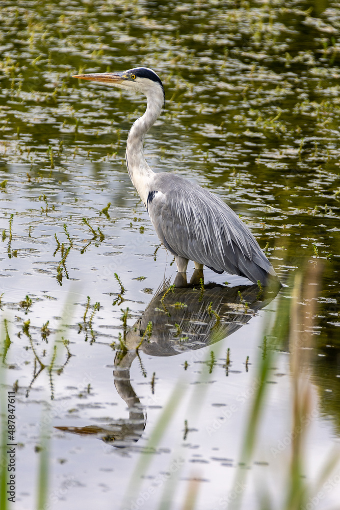 Graureiher steht im Flachwasser auf Jagd Graureiher steht im Flachwasser auf Jagd